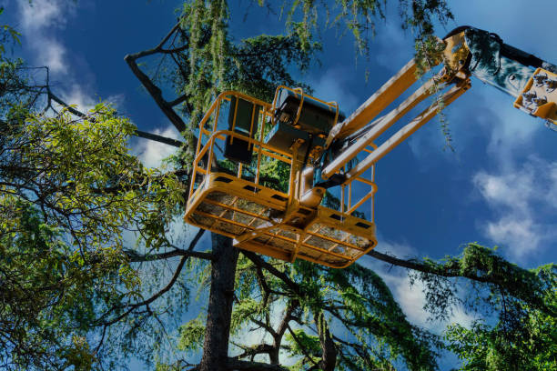 Best Tree Removal Services  in Kayak Point, WA